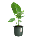 june tulip 58cm vert emerald